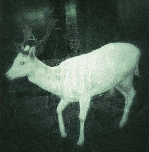deer.jpg
